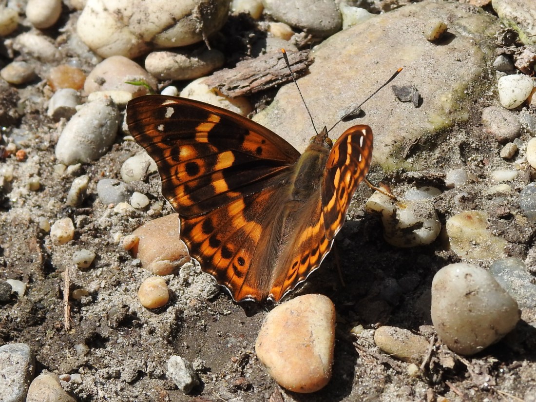Kleiner Schillerfalter
