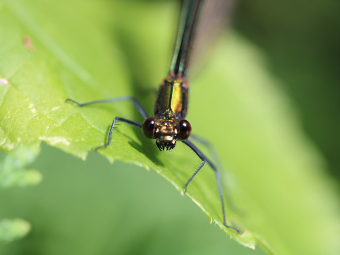Weibliche Blauflügel-Prachtlibelle