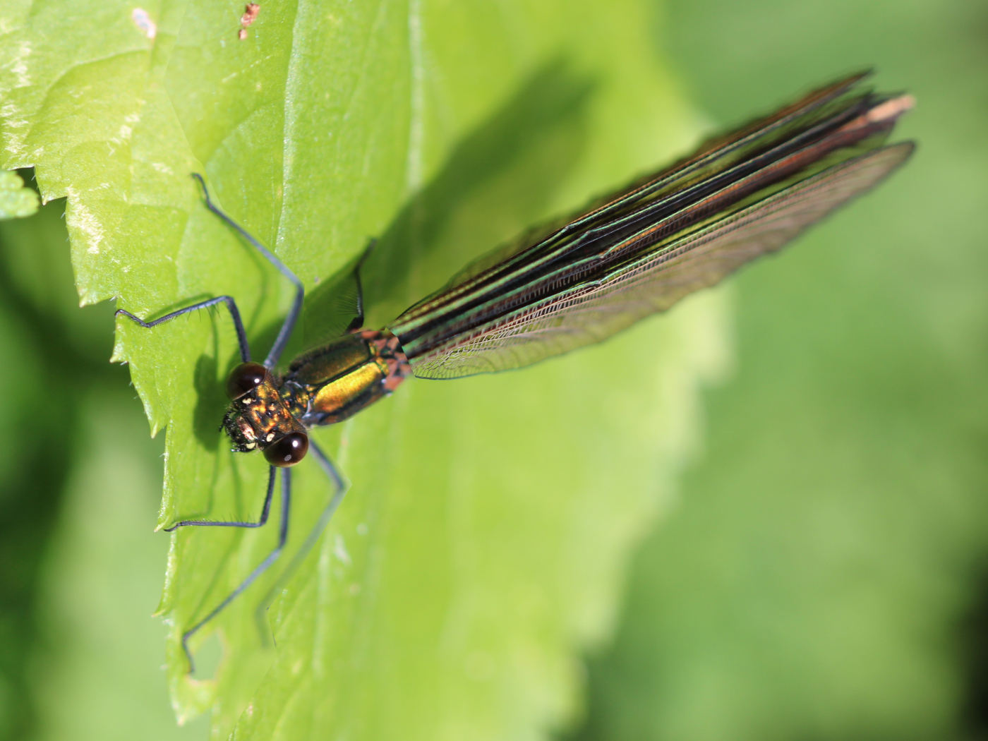 Weibliche Blauflügel-Prachtlibelle