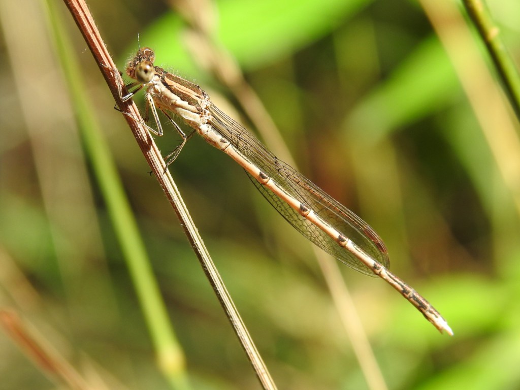 Gemeine Winterlibelle