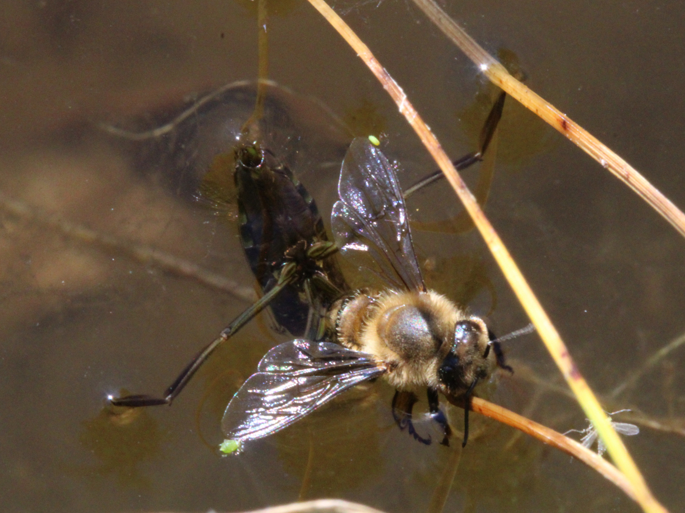 Rückenschwimmer hält Biene fest