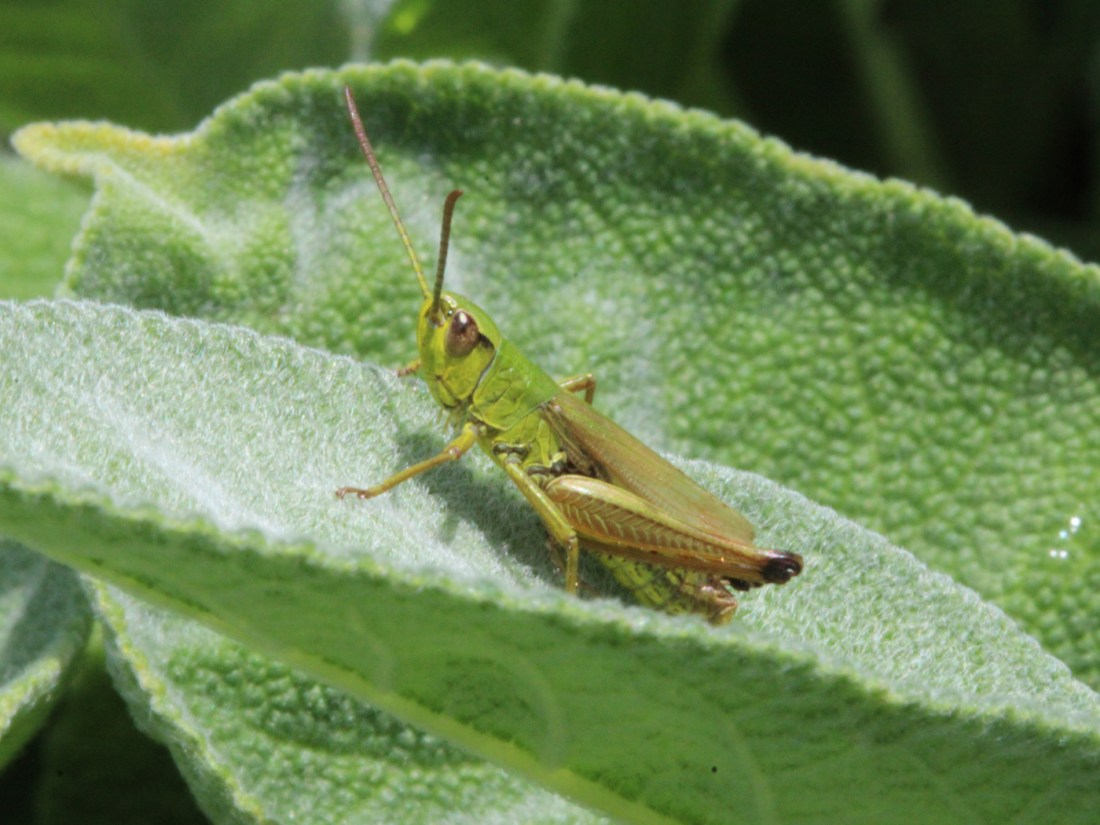 Gemeiner Grashüpfer