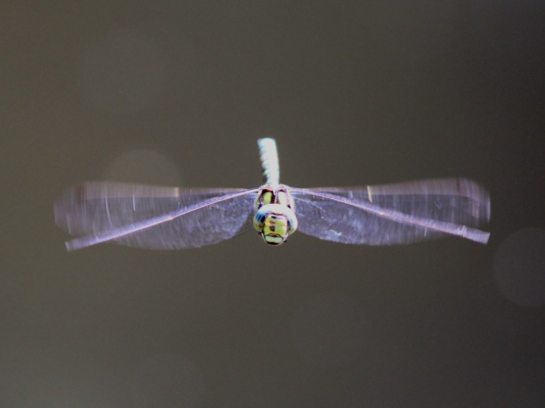 Blaugrüne Mosaikjungfer, Männchen