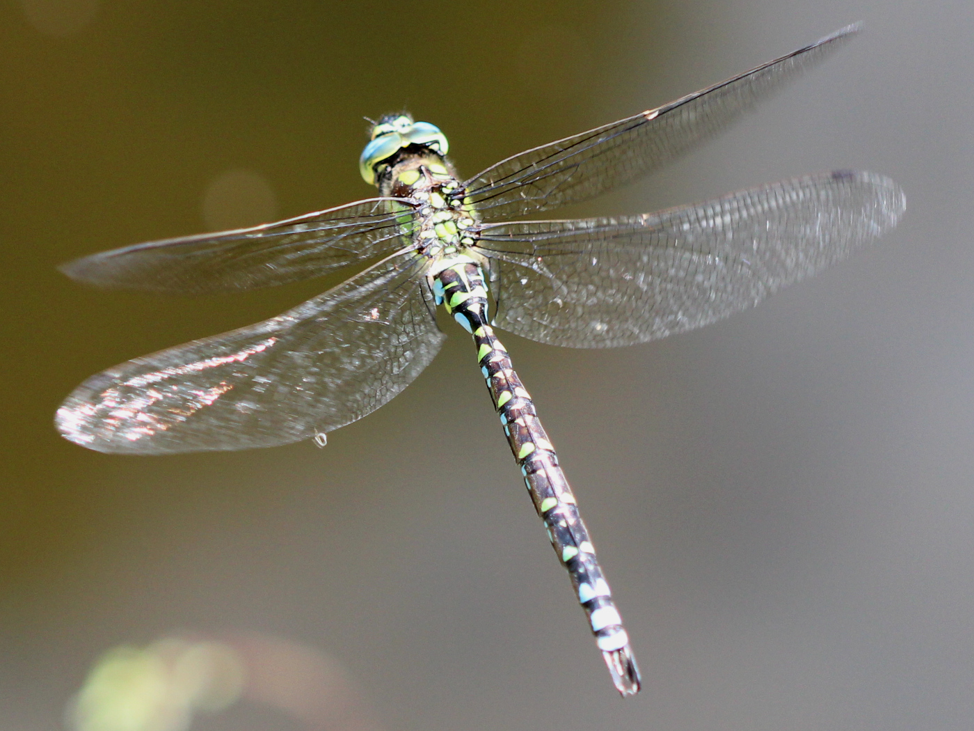 Blaugrüne Mosaikjungfer, Männchen