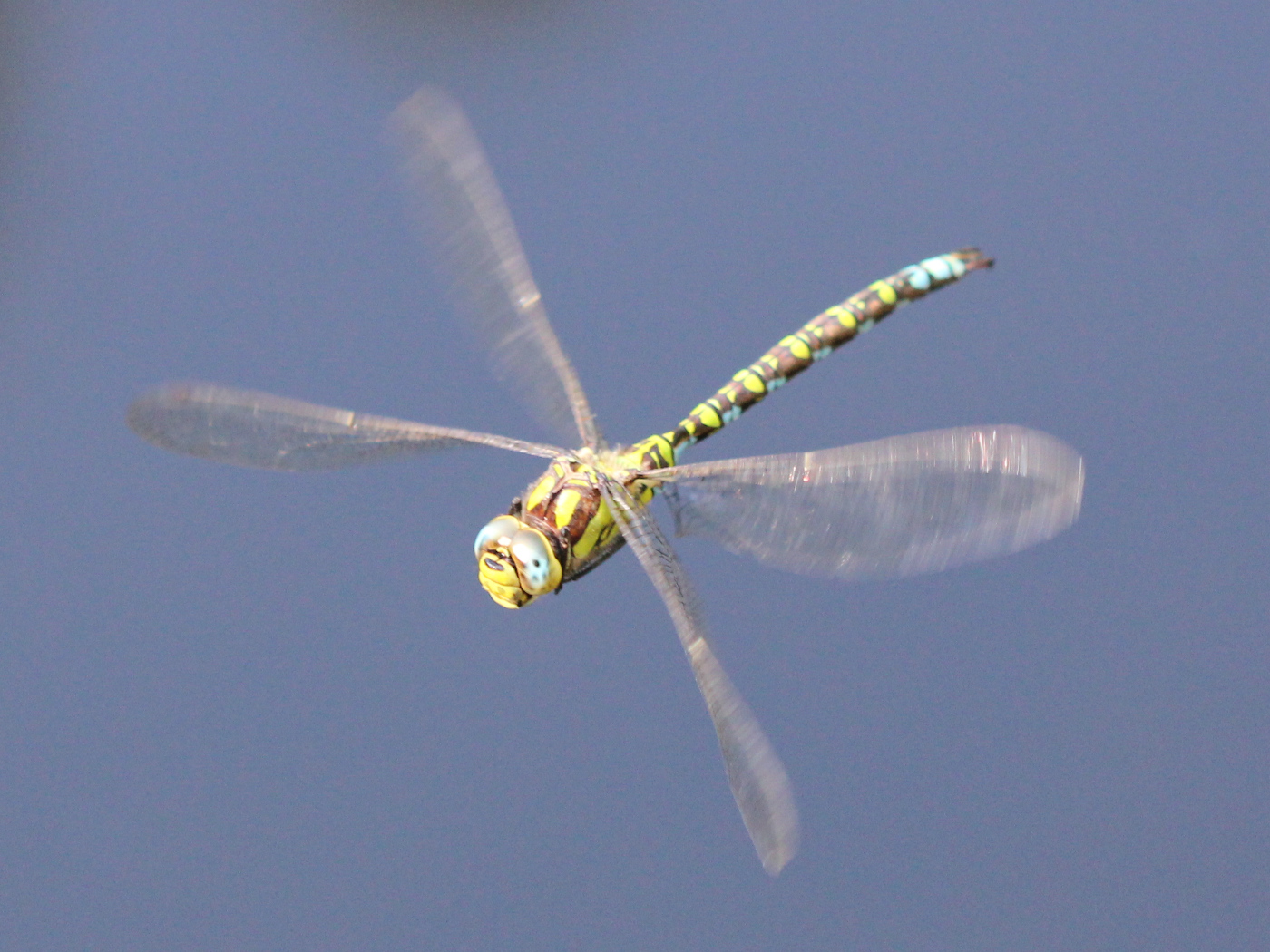 Blaugrüne Mosaikjungfer, Männchen