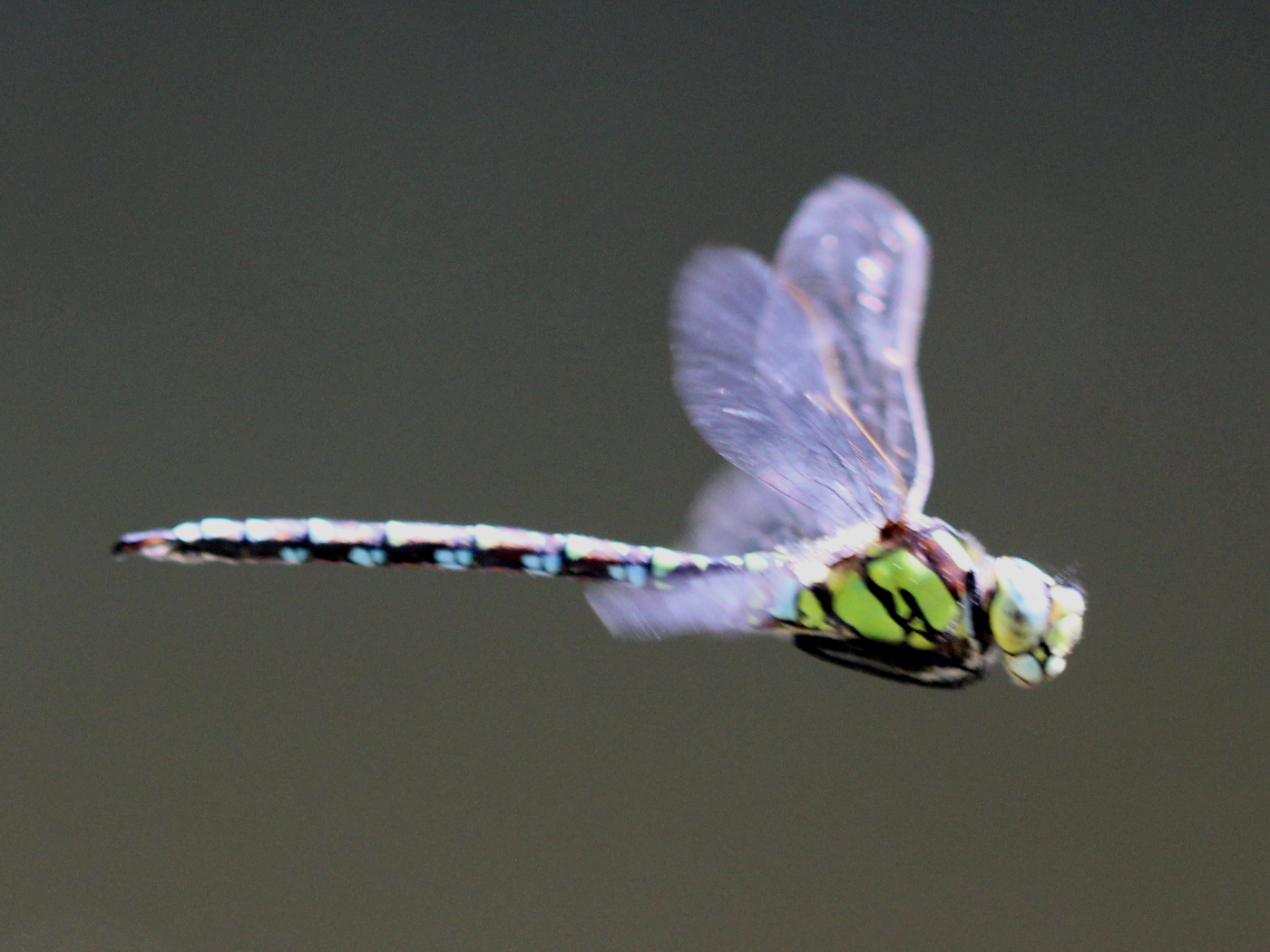 Blaugrüne Mosaikjungfer, Männchen