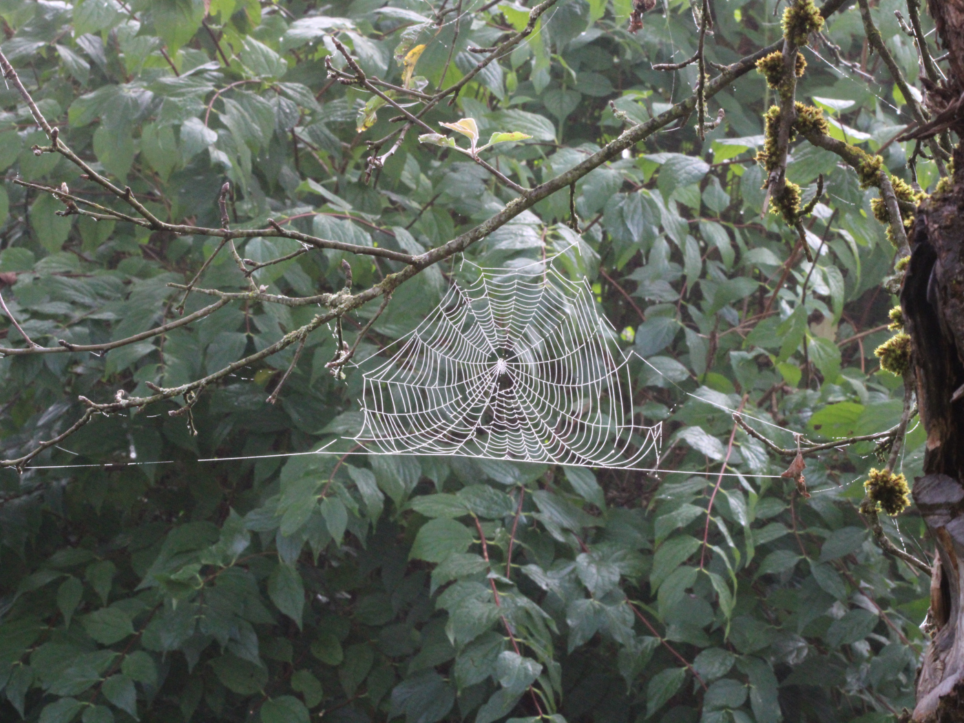 Spinnennetz