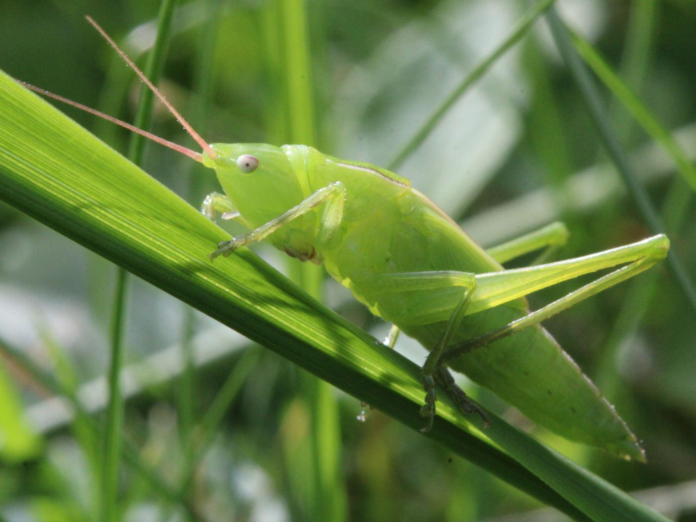 Große Schiefkopfschrecke