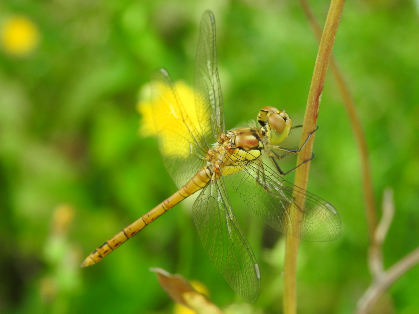 Frisch geschlüpfte Heidelibelle