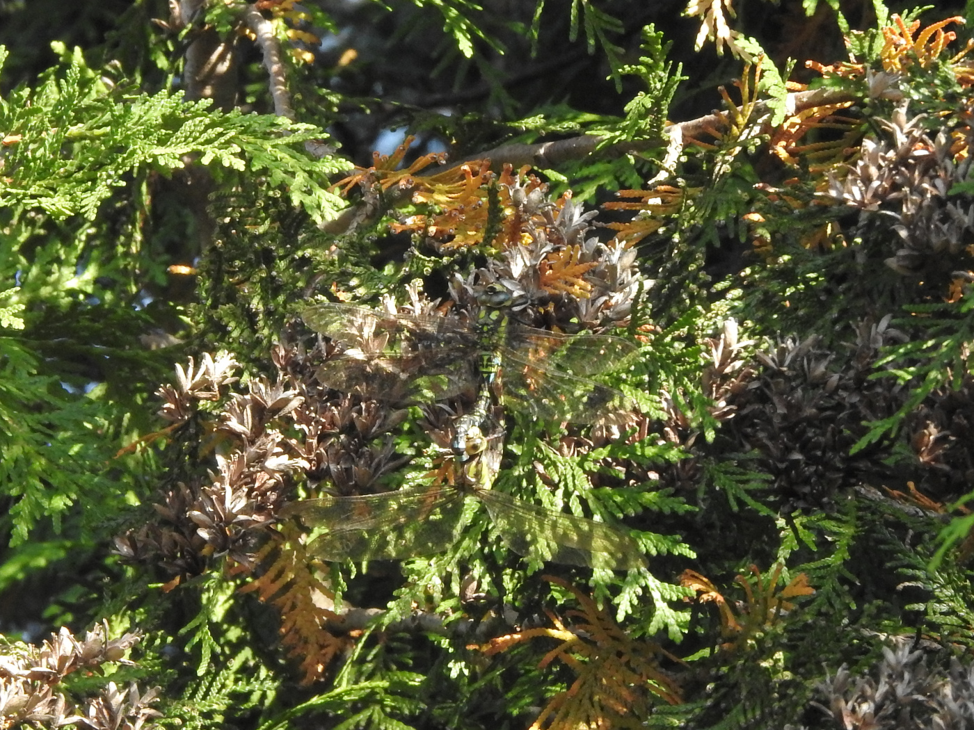 Baugrüne Mosaikjungfer Paarungsrad