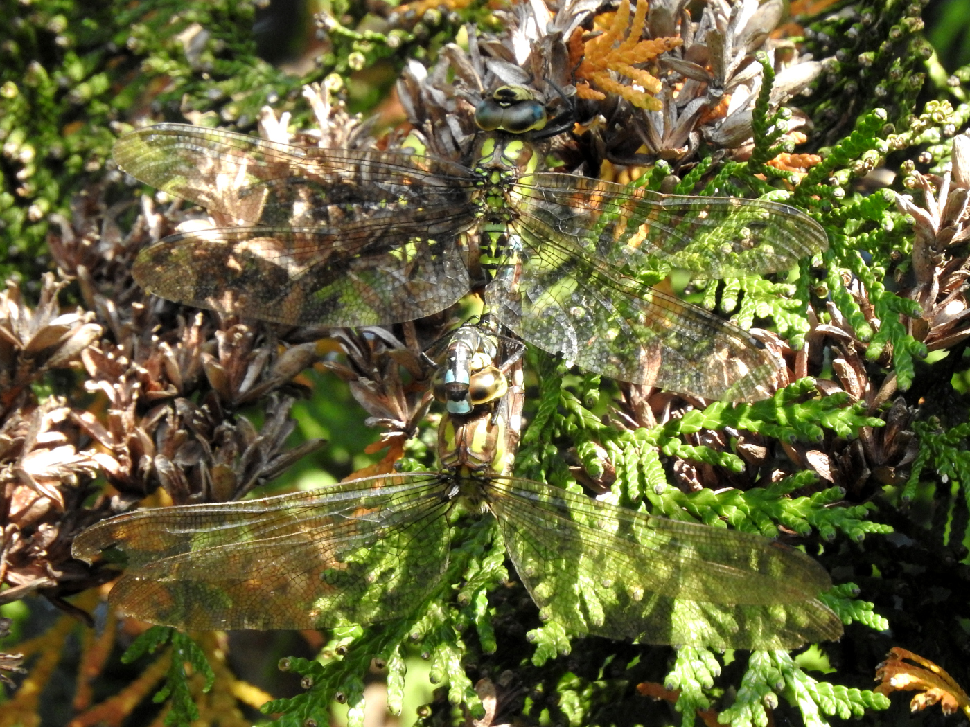 Baugrüne Mosaikjungfer Paarungsrad