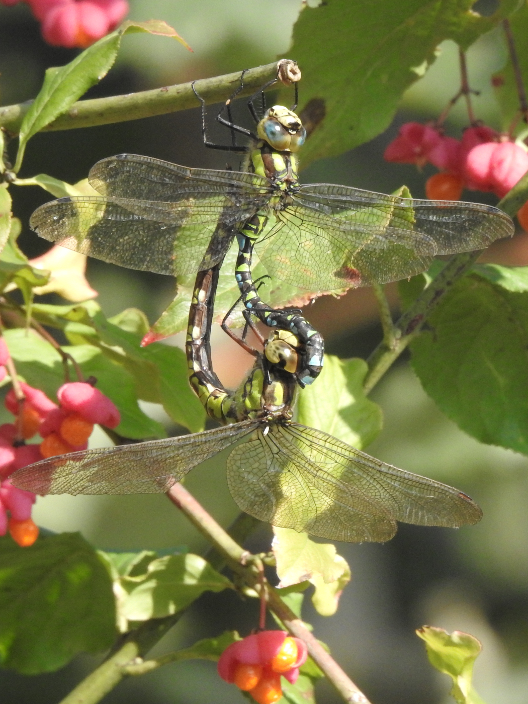 Baugrüne Mosaikjungfer Paarungsrad