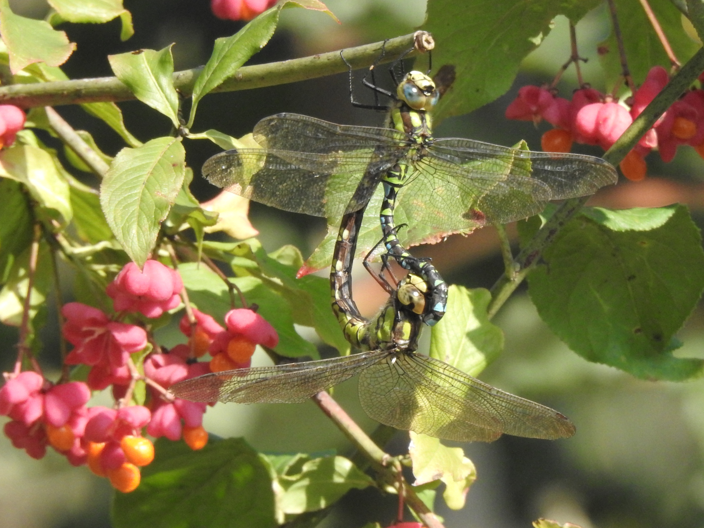 Baugrüne Mosaikjungfer Paarungsrad