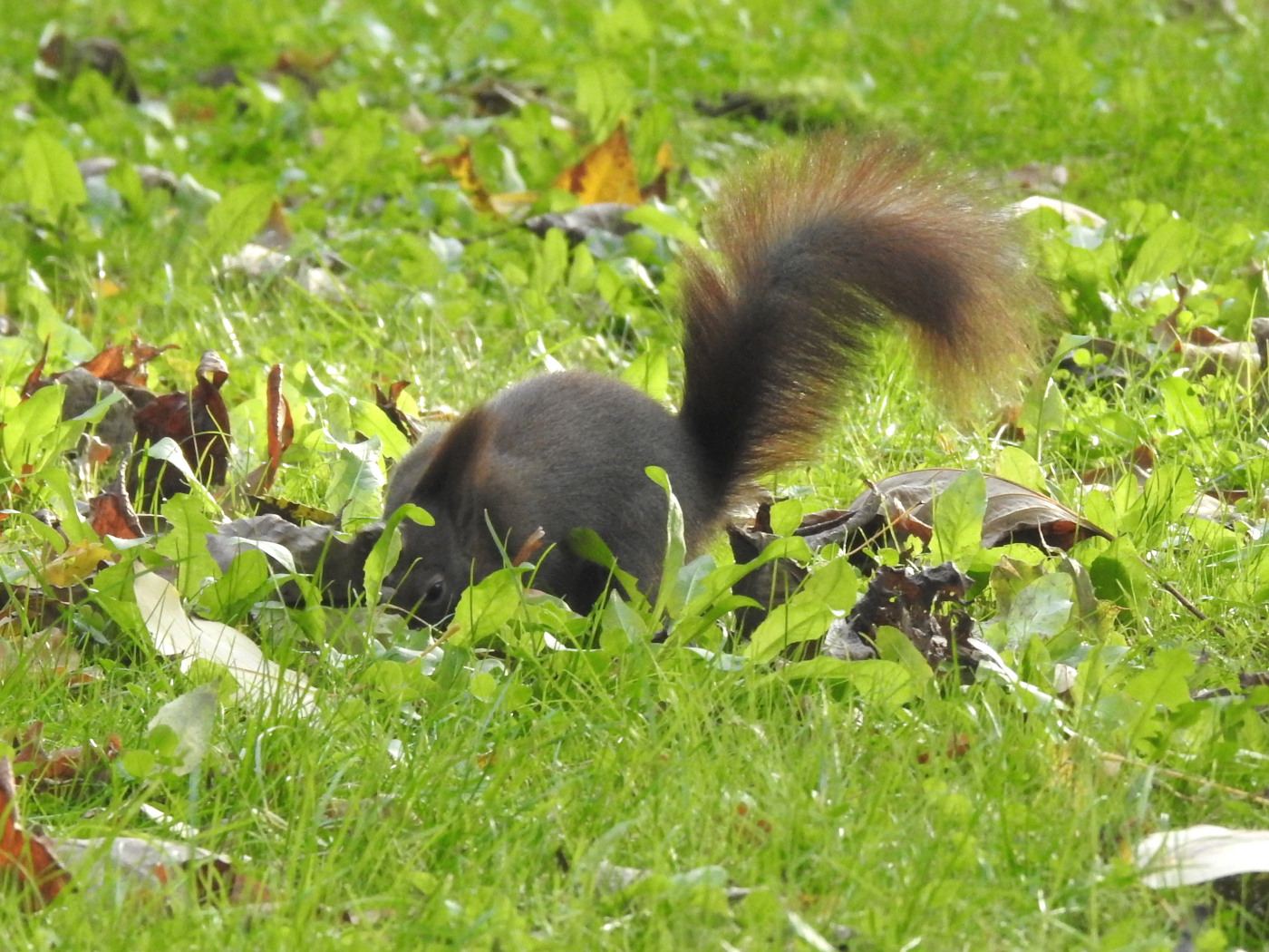 Eichhörnchen