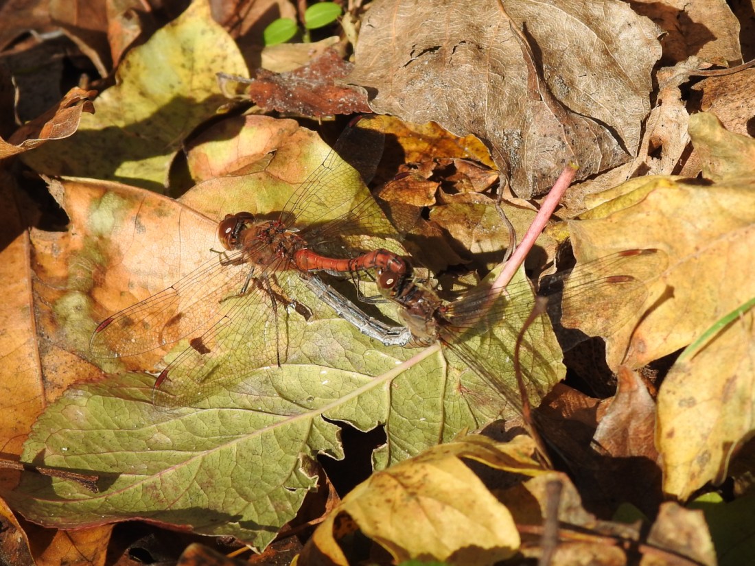Große Heidelibelle Paarung