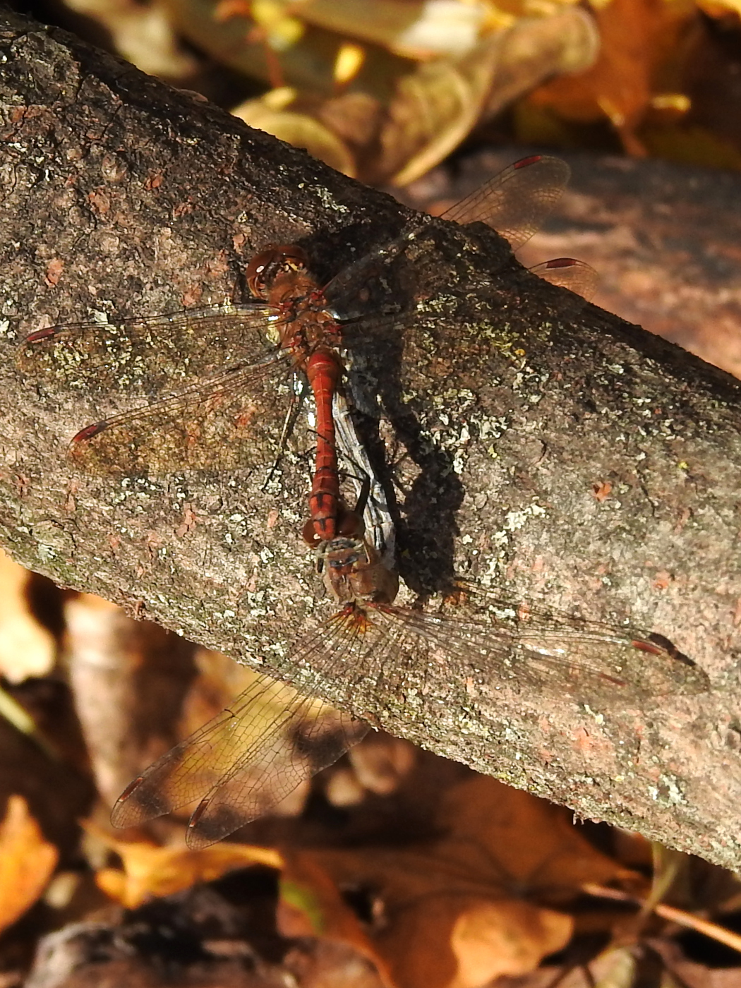 Große Heidelibelle Paarung