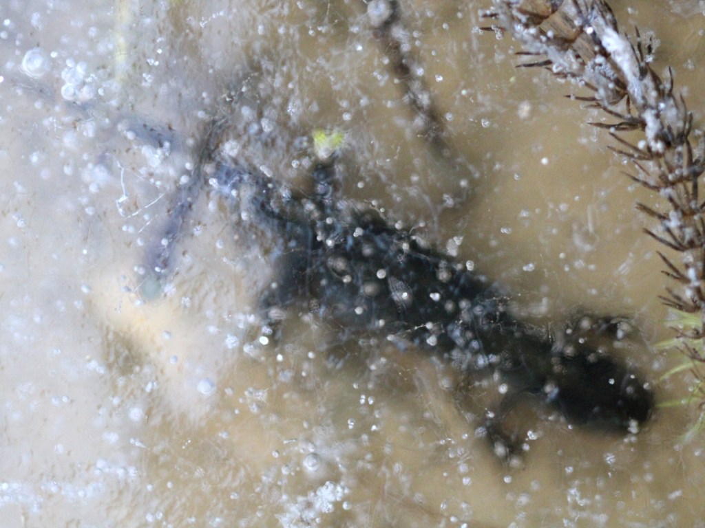 Bergmolch-Weibchen unter dem Eis