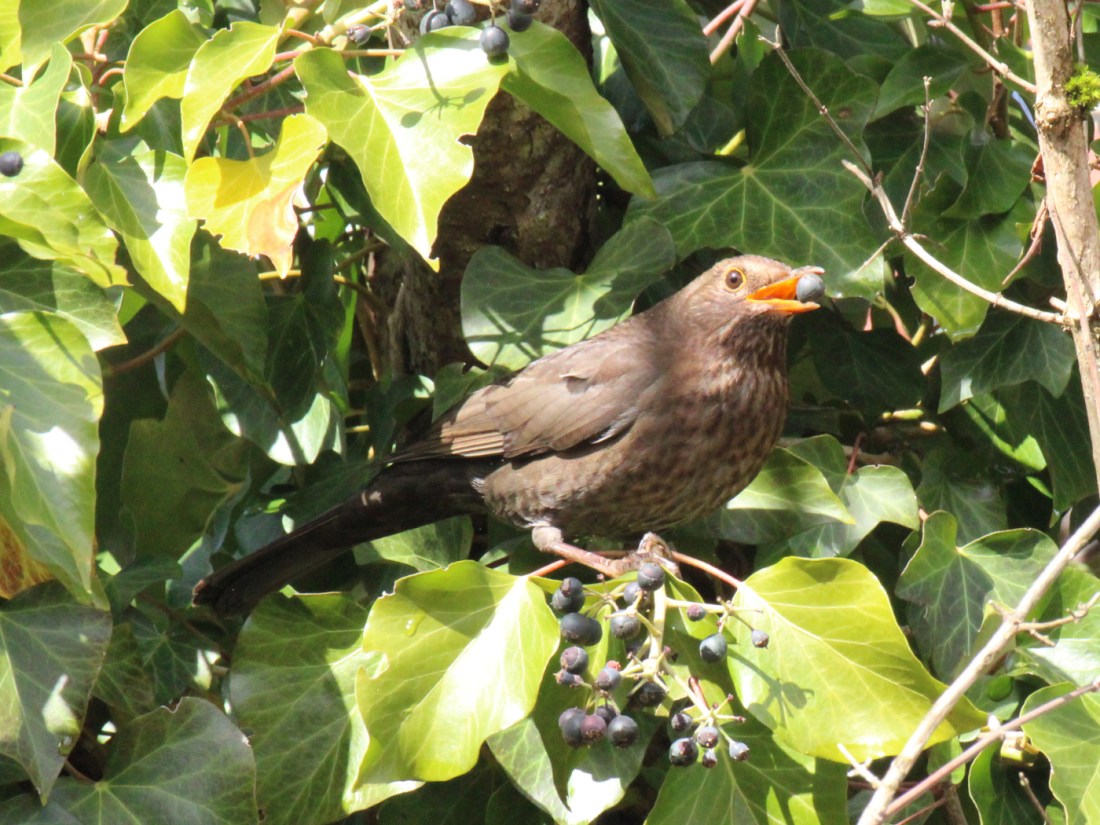 Amselweibchen im Efeu