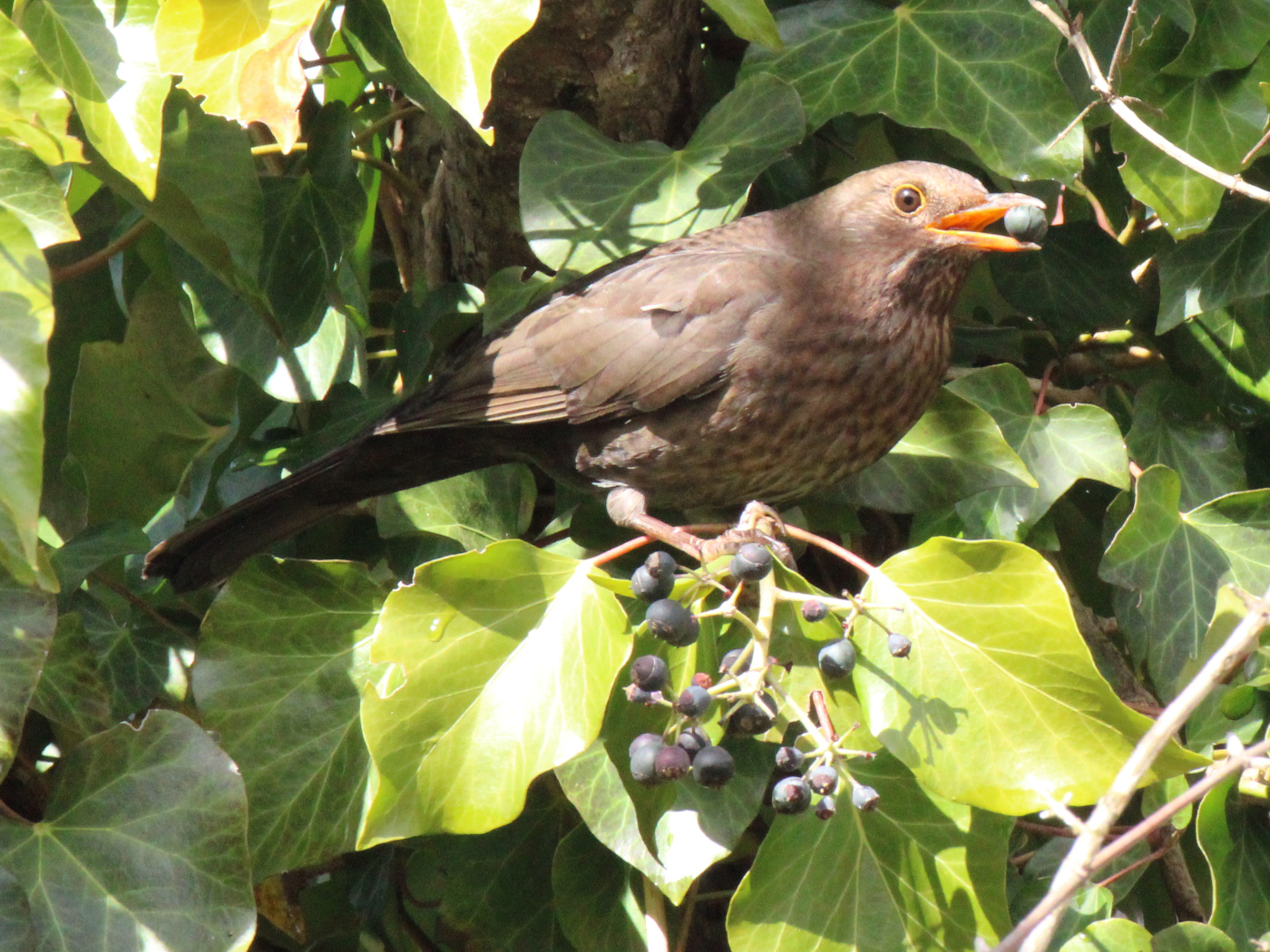 Amselweibchen im Efeu