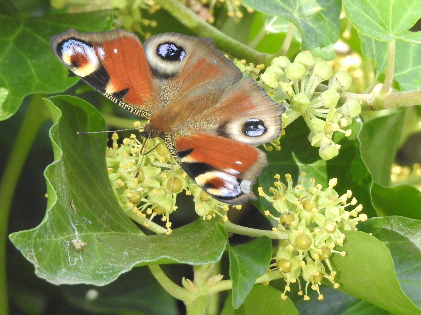 Tagpfauenauge auf Efeublüte