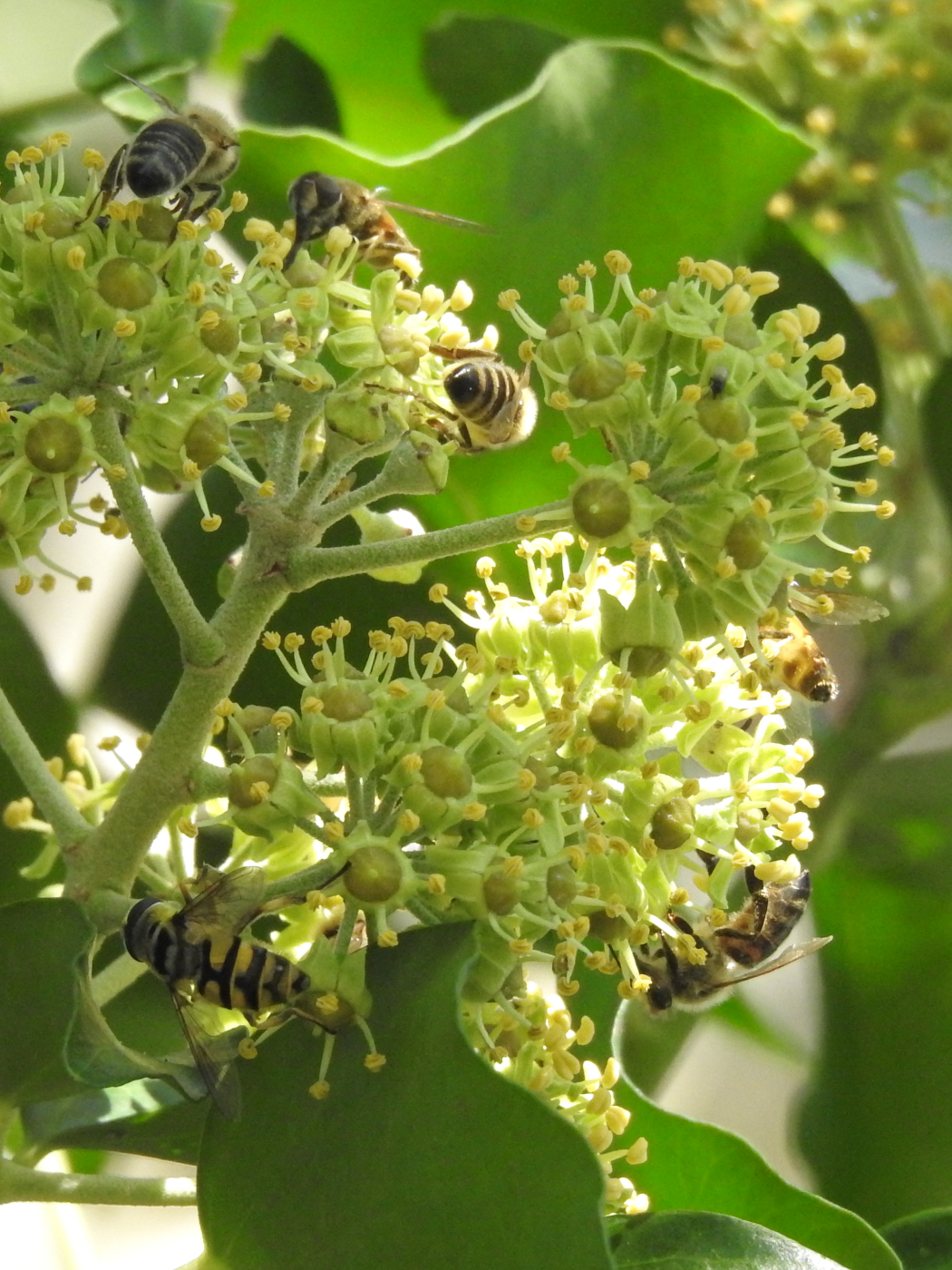 Bestäuber auf Efeublüte