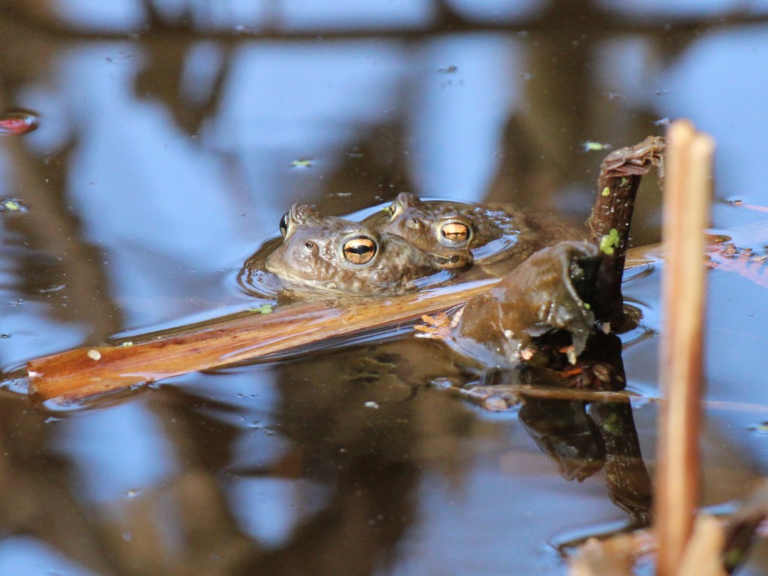 Erdkröte Paarung