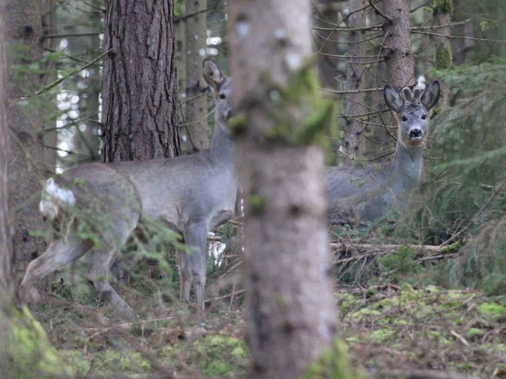 Rehe: Paar im Wald