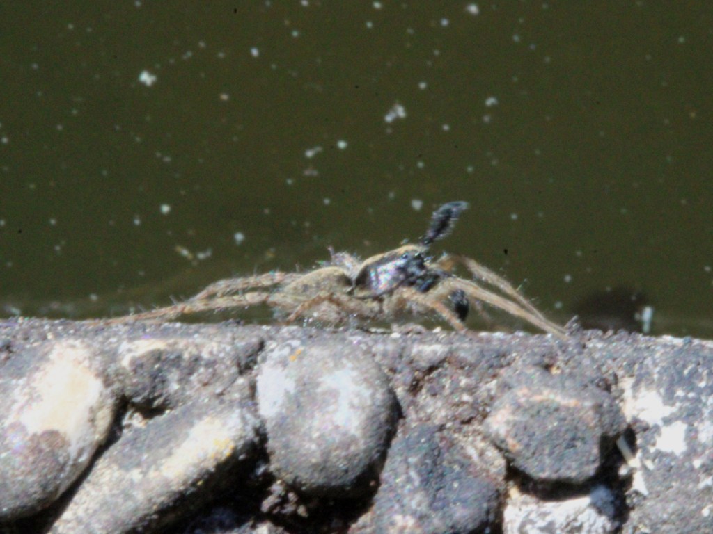Dunkle Wolfspinne Männchen