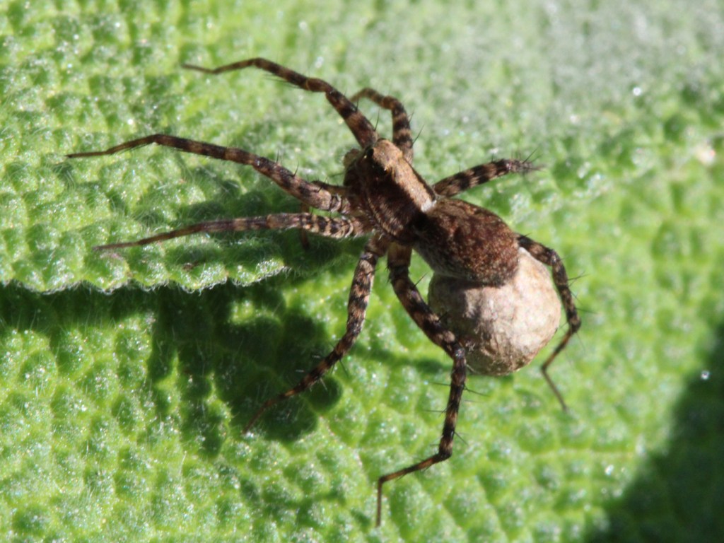 Weibliche Wolfspinne mit Kokon