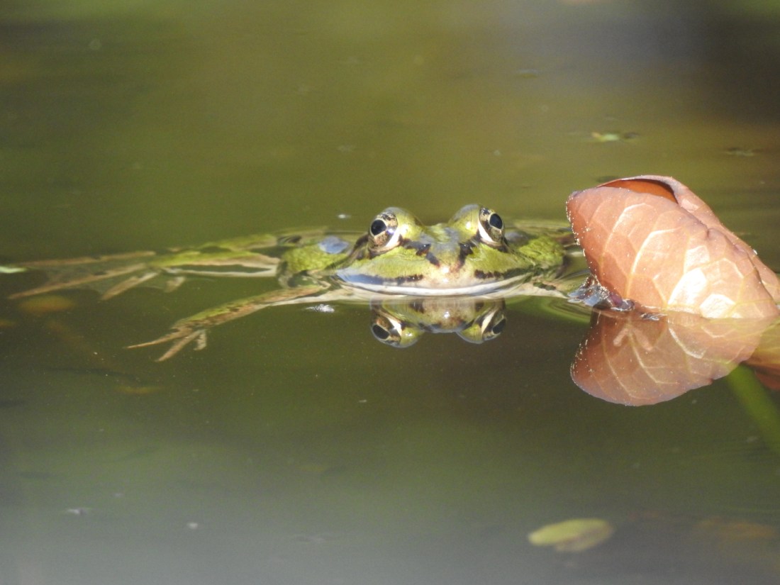 Teichfrosch