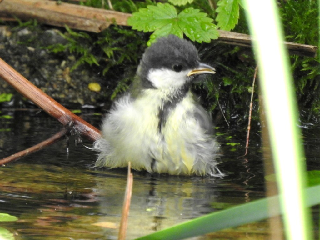 Junge Kohlmeise beim Baden