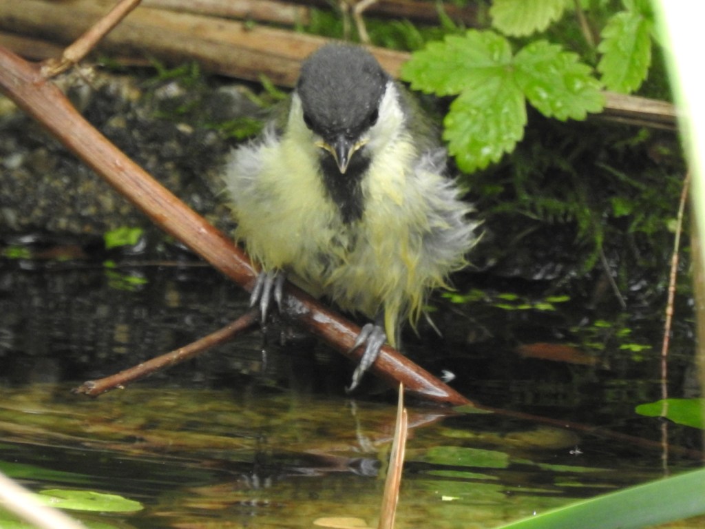 Junge Kohlmeise beim Baden