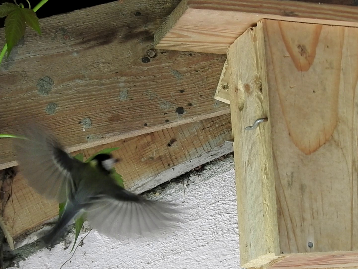 Nistkasten Kohlmeise