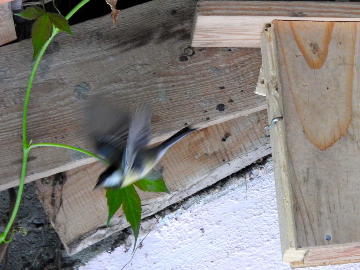 Nistkasten Kohlmeise