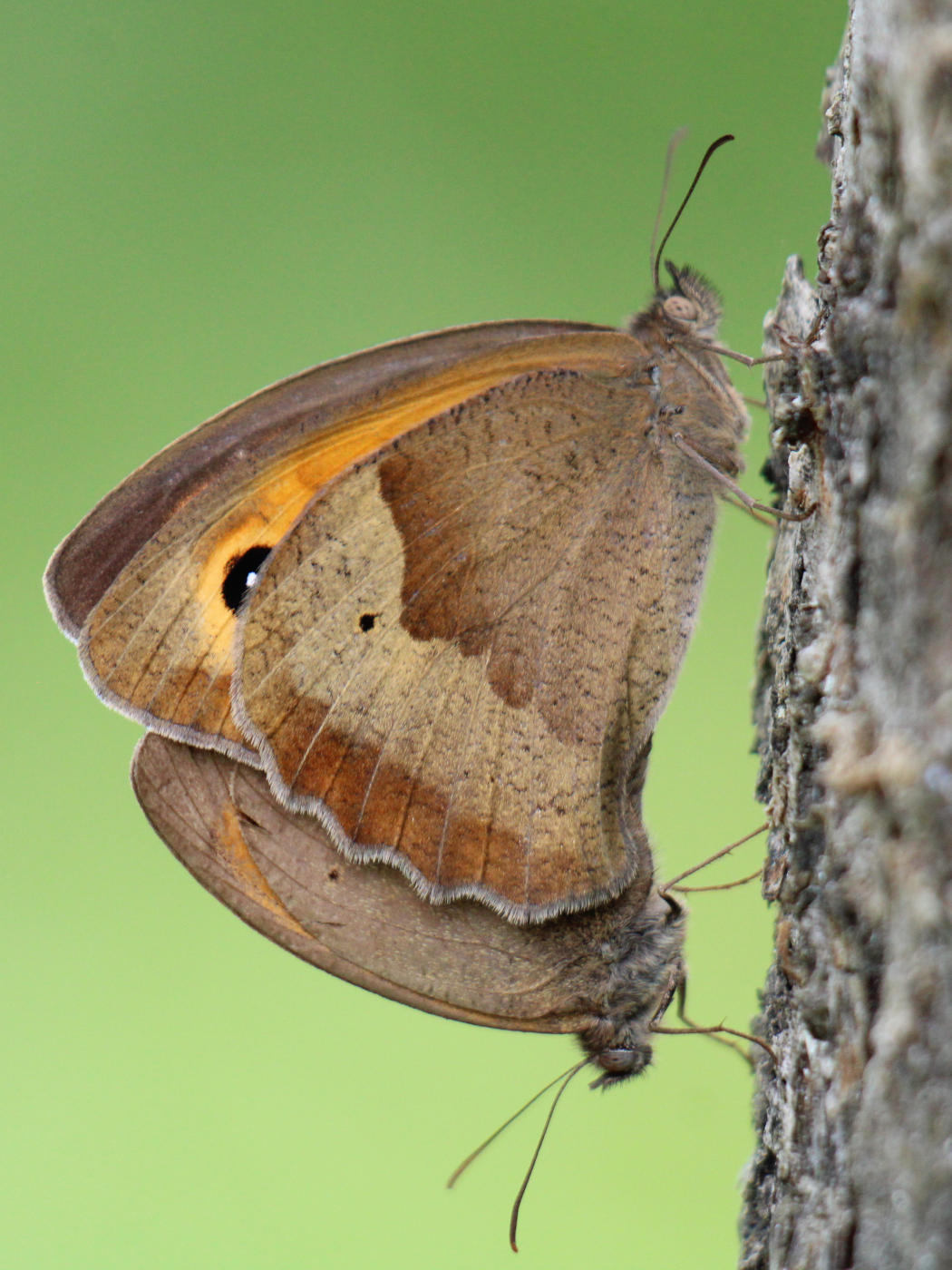Großes Ochsenauge Paarung