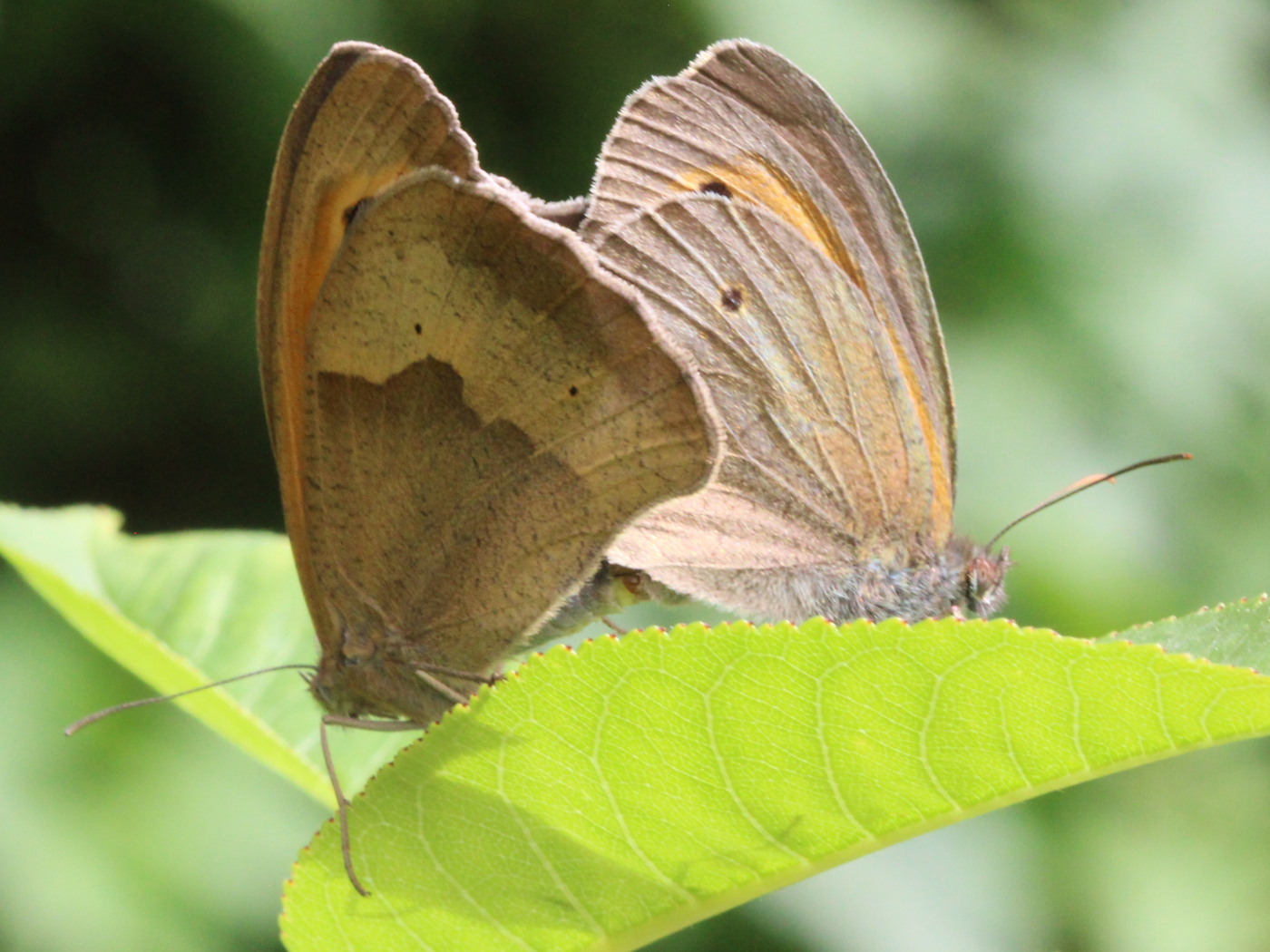 Großes Ochsenauge Paarung