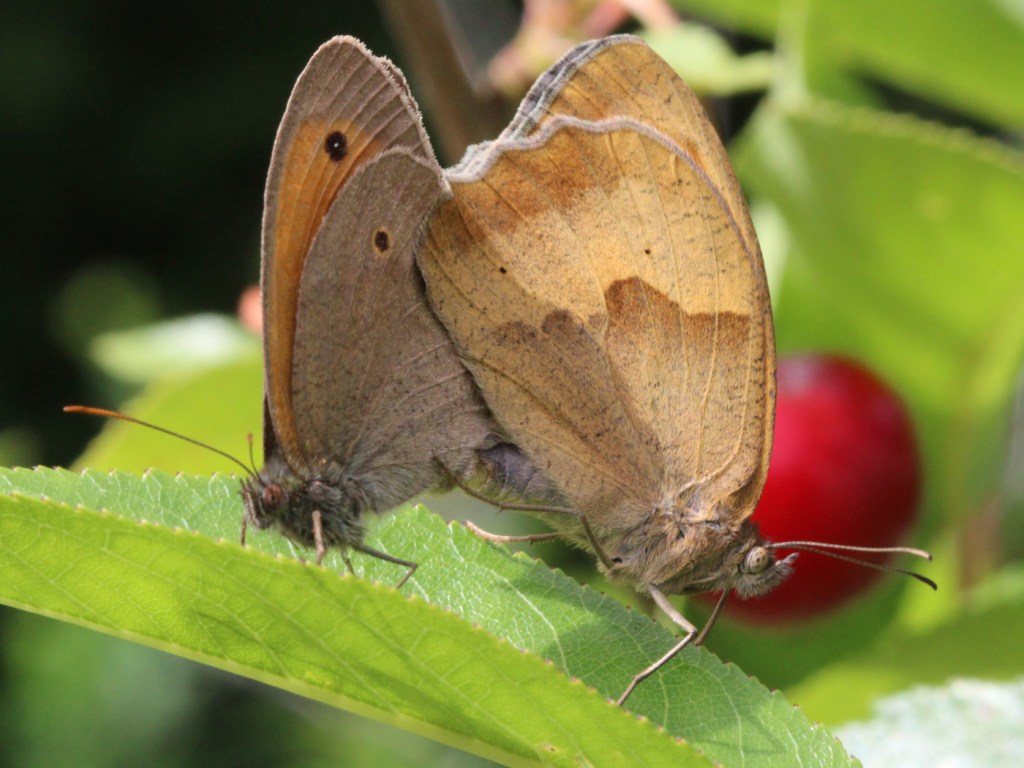 Großes Ochsenauge Paarung