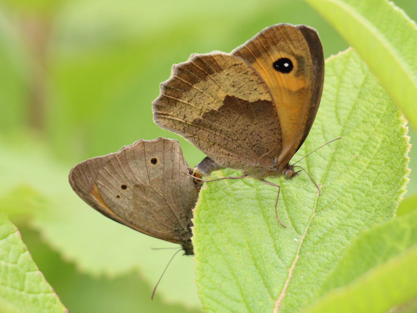 Großes Ochsenauge Paarung