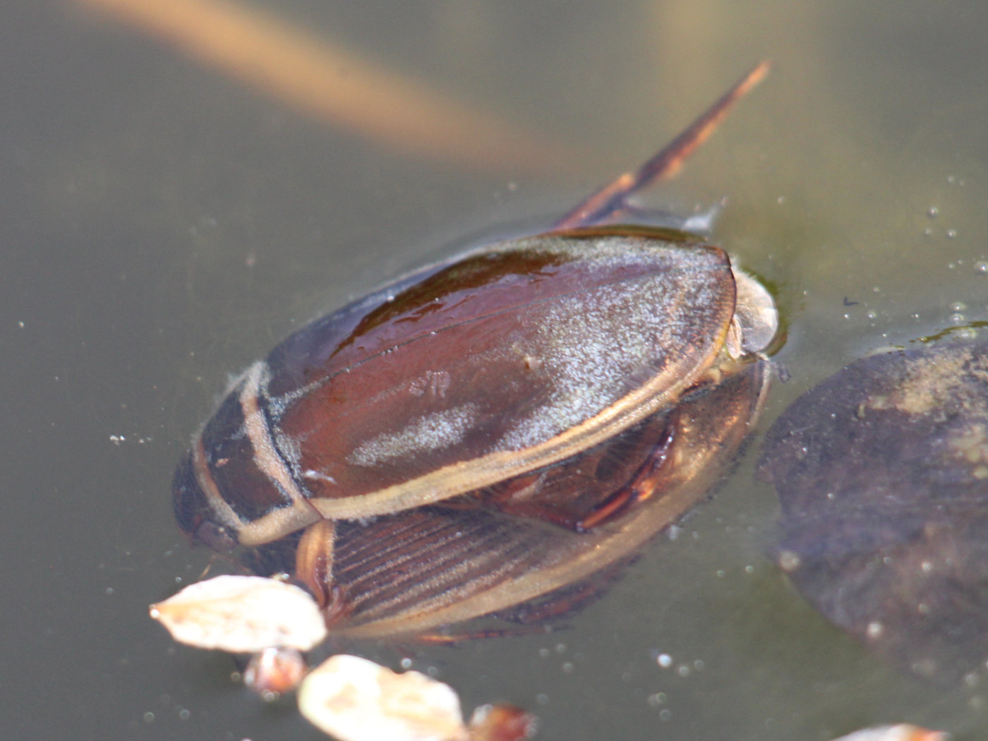 Gelbrandkäfer Paarung