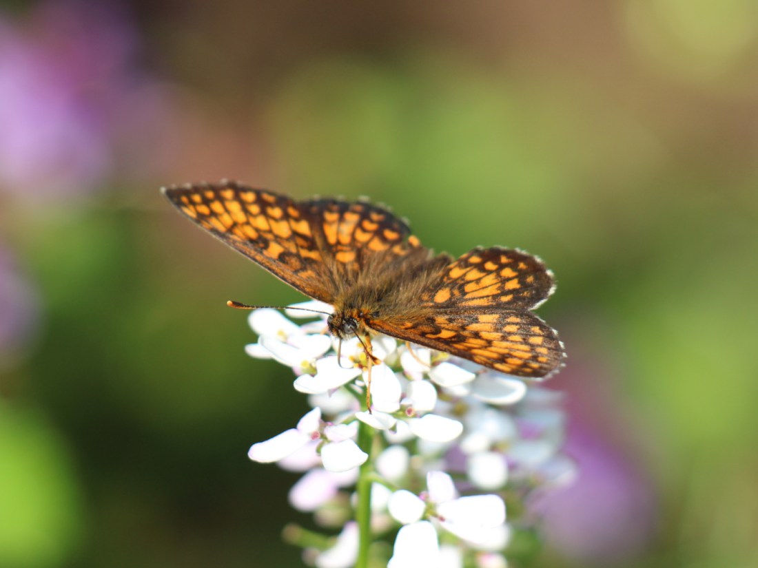 Wachtelweizen-Scheckenfalter