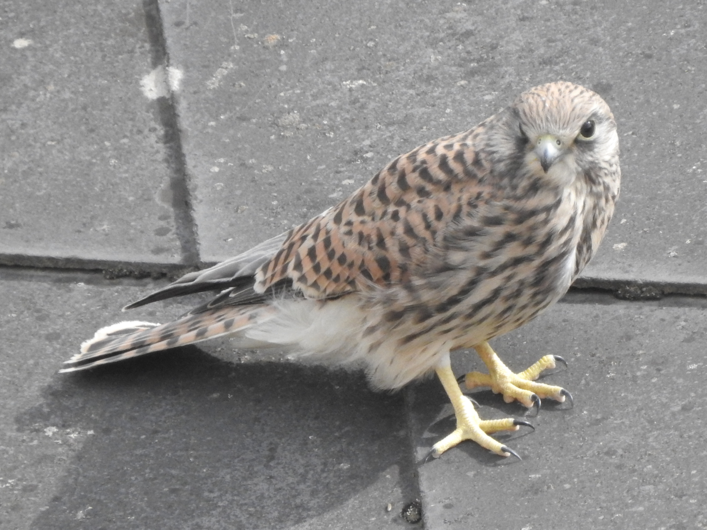 Turmfalke auf dem Dach