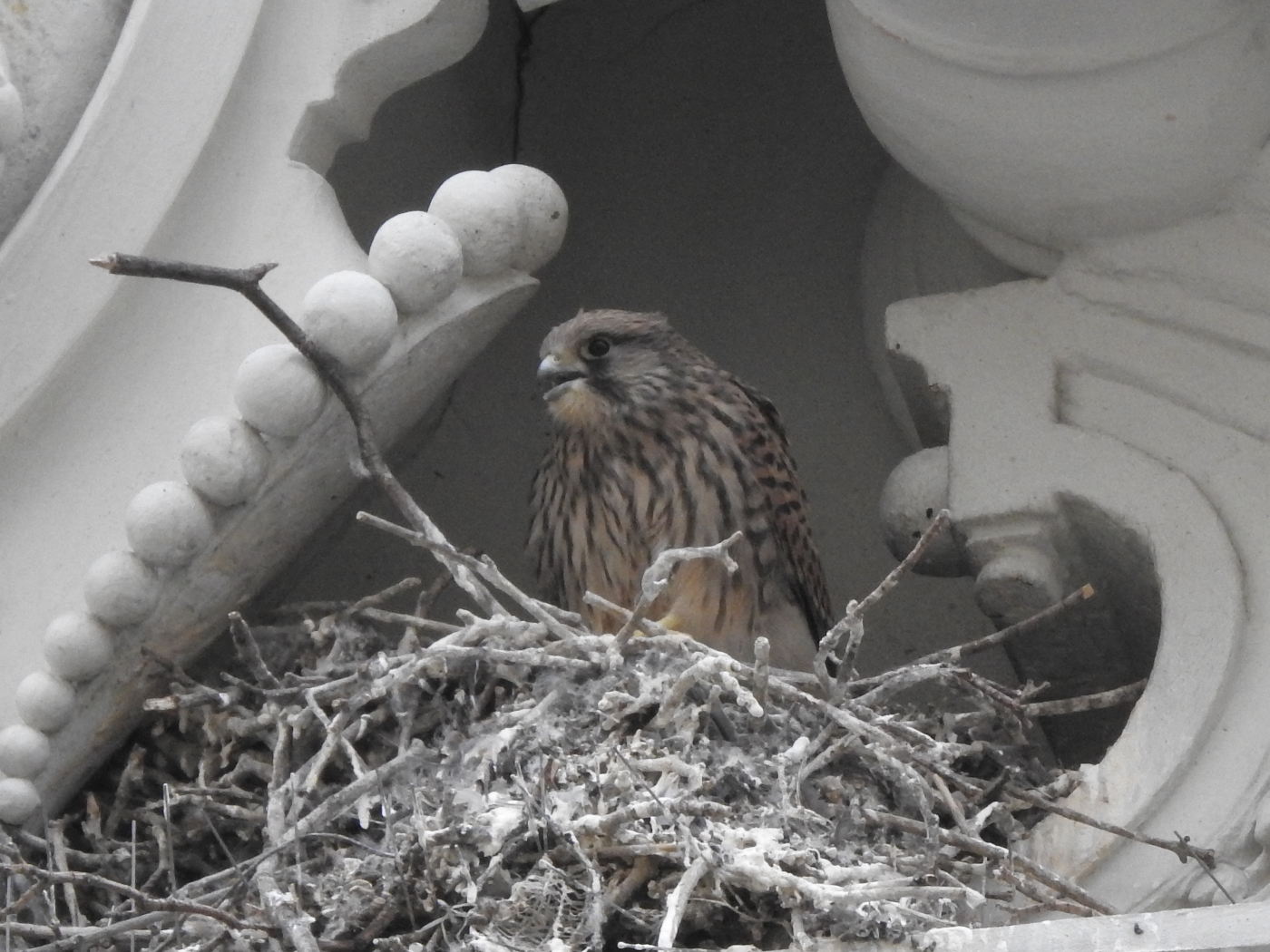 Turmfalke