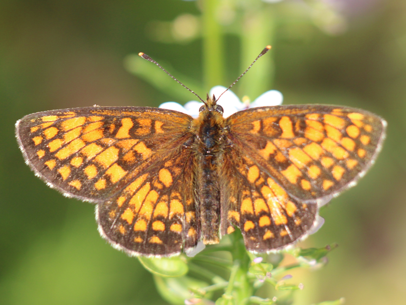 Wachtelweizen-Scheckenfalter