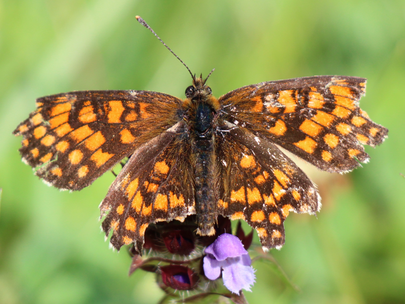 Wachtelweizen-Scheckenfalter