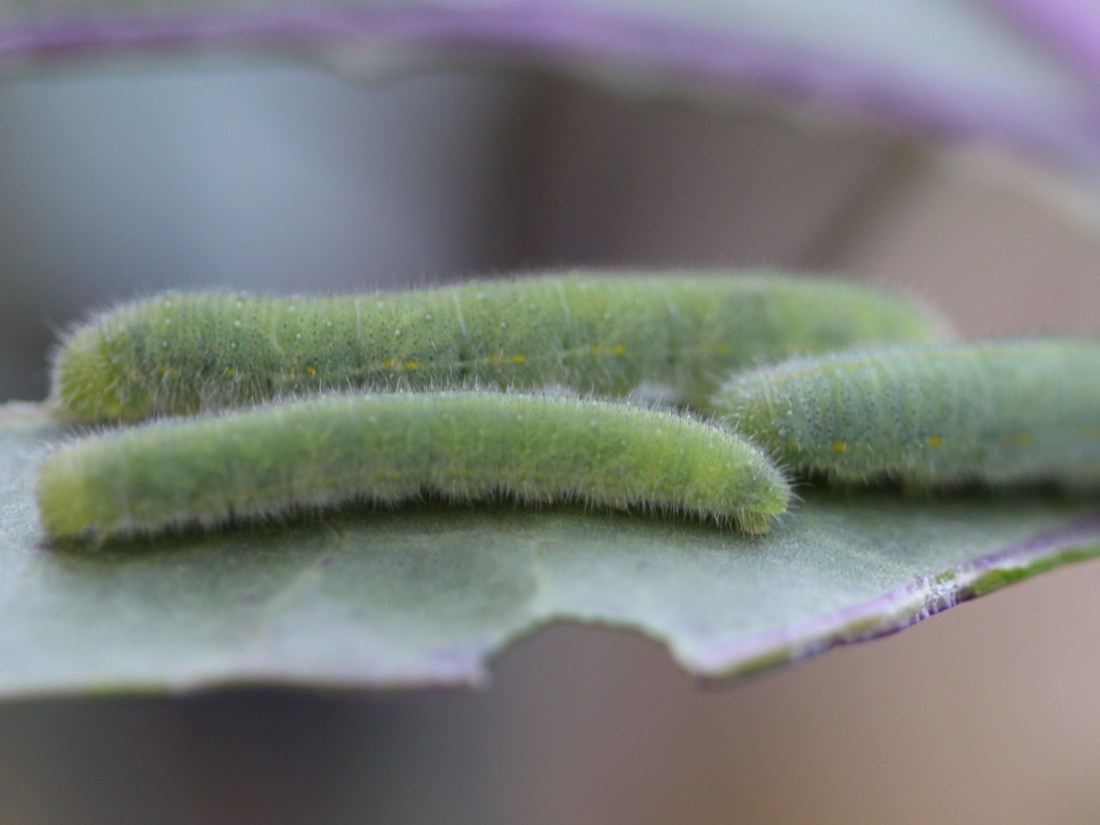 Kleiner Kohlweißling Raupen