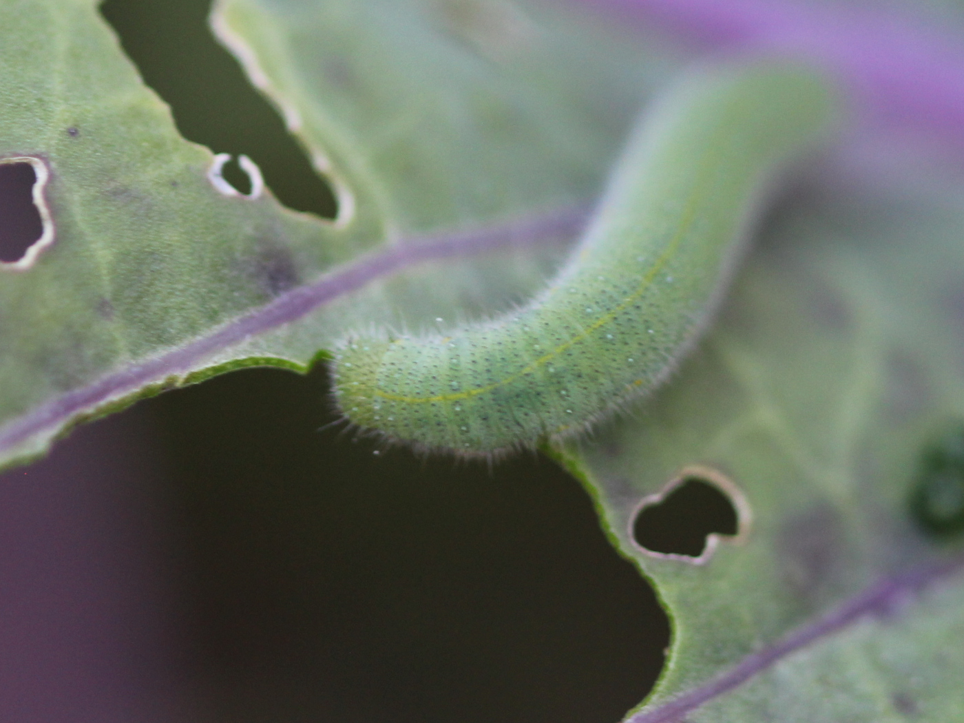 Kleiner Kohlweißling Raupe