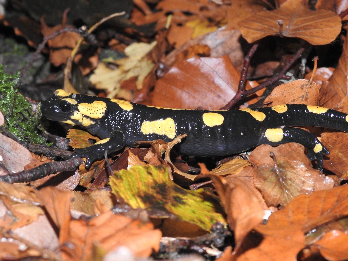 Feuersalamander