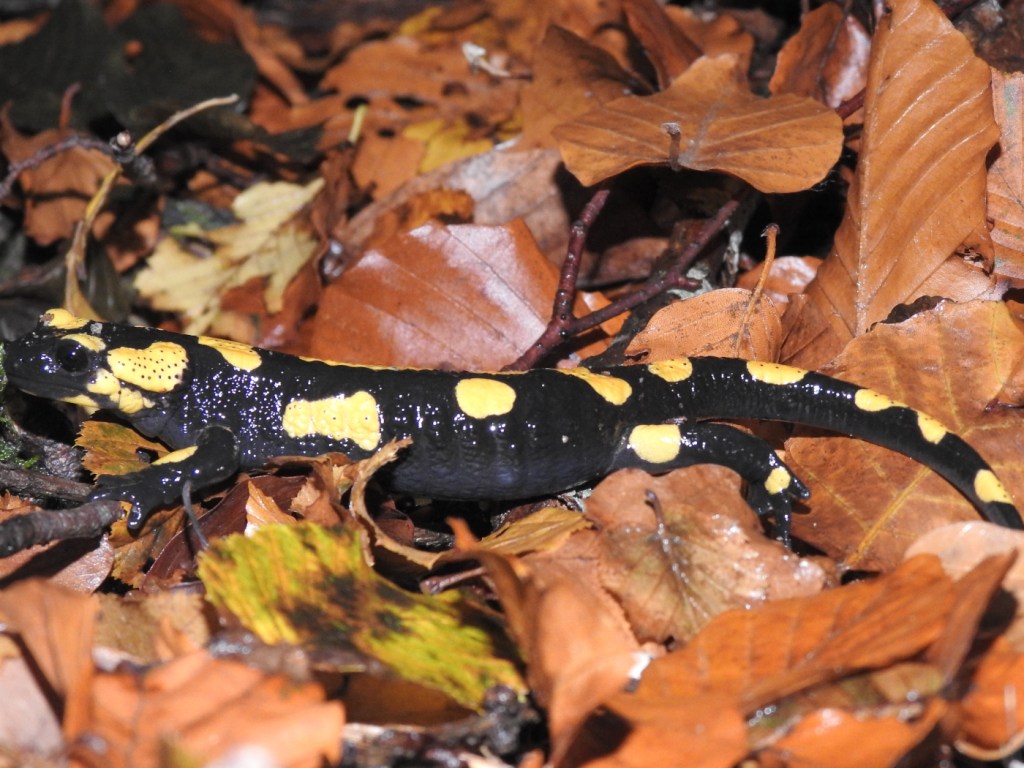 Feuersalamander