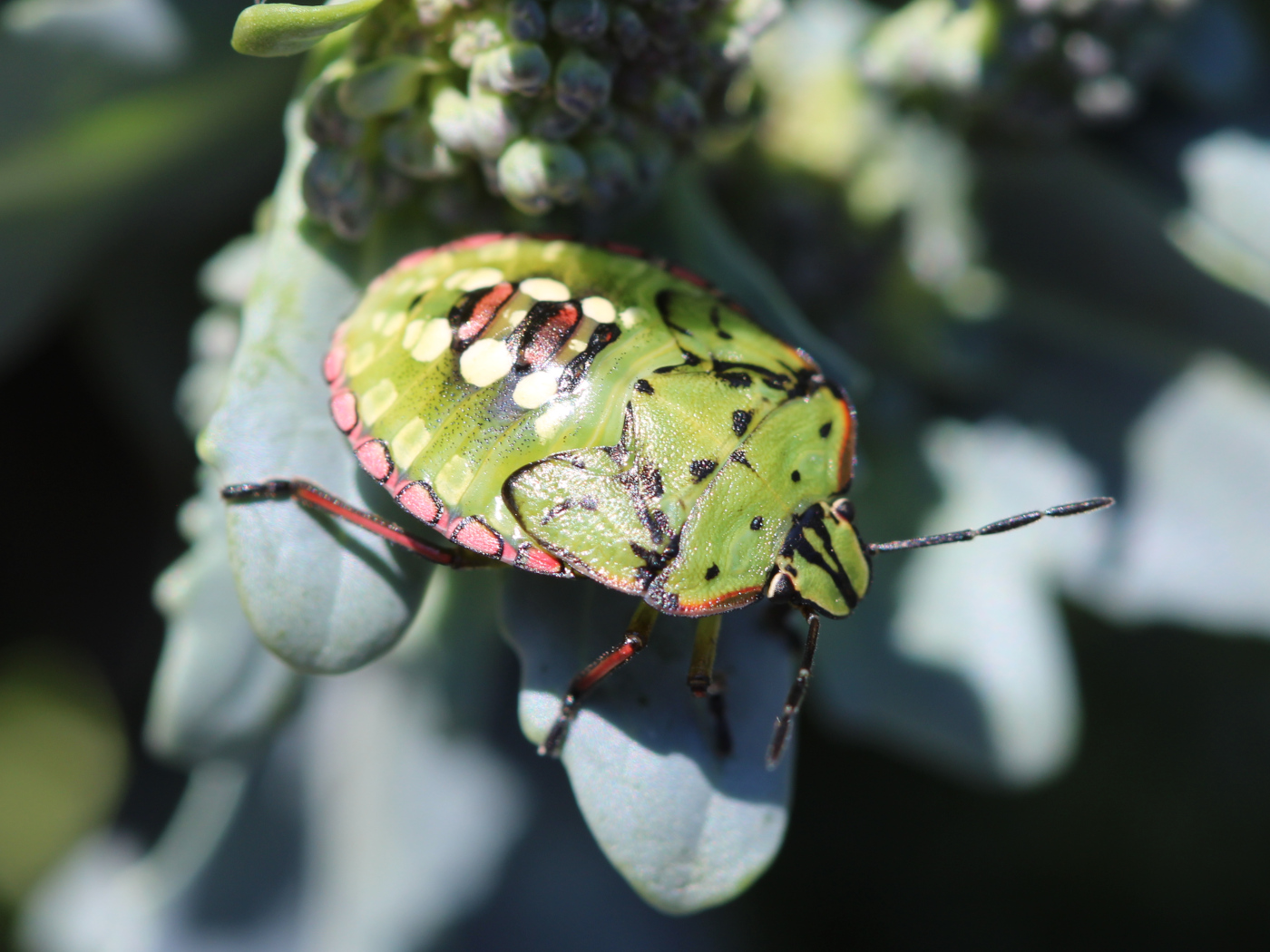 Grüne Reiswanze, Nymphe