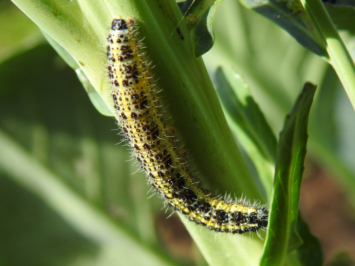 Großer Kohlweißling Raupe